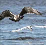  ?? Shannon Tompkins / Staff ?? A tern snatches a white shrimp missed by a speckled trout that made the boil beneath the bird. During autumn, coastal anglers can enjoy fast fishing by keying on flocks of gulls and terns shadowing feeding schools of trout and other predator fish.