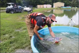  ??  ?? Stahlschmi­dt releases a bighead carp into a holding tank.