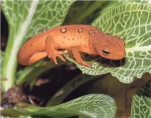  ?? JIM MCCORMAC ?? A red eft clambers over downy rattlesnak­e-plantain orchid leaves.