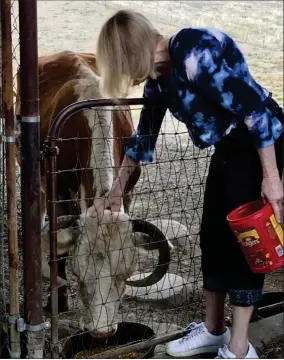  ?? CONTRIBUTE­D PHOTO ?? Sharon giving Old Momma her daily ration of grain at the patio gate, plus a loving pat on the head.