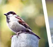  ?? SUBHADRA DEVI ?? House Sparrow.