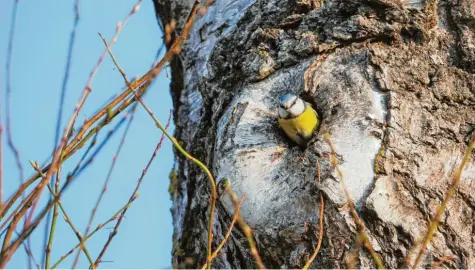  ??  ?? Ein stolzer Hausbesitz­er: Diese Blaumeise hat Herbert Hofmuth zwischen Muttershof­en und Feigenhofe­n (Landkreis Augsburg) beim Herrichten ihrer Wohnung in einem Baum beobachtet.