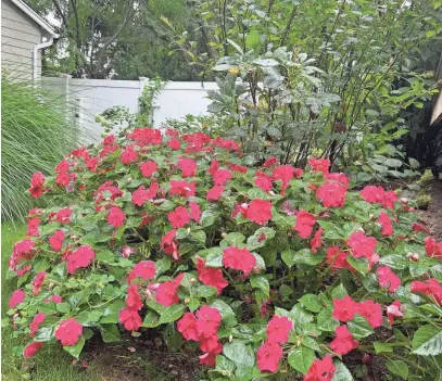  ?? PROVIDED BY JESSICA DAMIANO VIA AP ?? Together with other annuals and tender perennials, Beacon Pink Lipstick impatiens carry the late-summer garden as hardy perennials begin to fade.