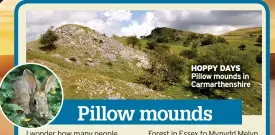  ?? ?? HOPPY DAYS Pillow mounds in Carmarthen­shire