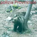  ??  ?? A Ospitale L’orso avvistato in Cadore