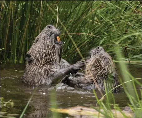  ??  ?? Beavers fight each other in Tayside, where dozens have been shot and killed under lethal control orders aimed at preventing damage to agricultur­e