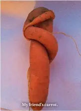  ??  ?? My friend’s carrot.