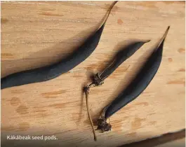  ?? ?? Kākābeak seed pods.