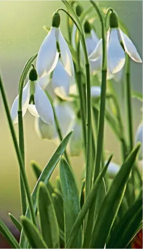  ?? ?? Early spring snowdrops (Galanthus nivalis) in Gloucester­shire woodlands.