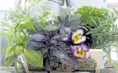  ??  ?? Don’t forget to treat yourself to a bouquet of herbs from the garden: Clockwise from right: rosemary, pansies, purple ruffle basil, Genovese basil, lemon verbena, thyme, purple sage and curly parsley.