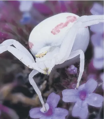  ?? PICTURE: KEVIN BARRETT ?? Female flower crab spiders are frequently white with two red spots or lines on the abdomen