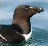  ??  ?? FAR LEFT Razorbill