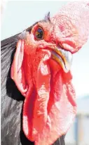  ?? ?? A black orpington rooster belonging to Central District Pigeon and Poultry Club president Ian Duker.