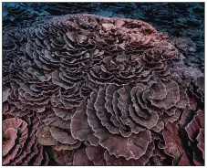  ?? ?? Corals shaped like roses are seen in December.