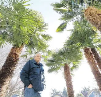  ??  ?? PALM PARADISE: Neil Banera stands among the palm trees on his front lawn in Victoria’s Fairfield neighbourh­ood. The trees are estimated to be at least 45 years old and reach up to 25 feet high.