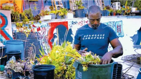  ?? DELIRIO FILMS ?? Ron Finley is introduced in “Can You Dig This?” as one of the “gangster gardeners” of South Los Angeles, activists in an urban garden movement who are creating an oasis in one of the most notoriousl­y dangerous neighborho­ods in America.