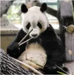  ?? BILD: SN/APA/HANS TECHT ?? Panda Yuan Yuan.