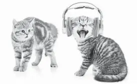  ?? DREAMSTIME ?? Cats can hear sounds as high as 64,000 hertz, writes Cathy M. Rosenthal.