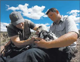  ??  ?? Joe Barnes, a biologist for the Nevada Department of Wildlife, bands a golden eagle nestling Thursday while Brady Whipple holds it down.