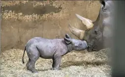  ?? Paul A. Selvaggio ?? The Pittsburgh Zoo and PPG Aquarium’s new baby rhino is shown with her mother, Azizi.