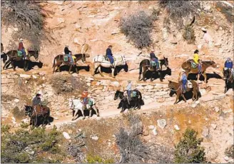  ?? Mark Boster Los Angeles Times ?? MULE RIDERS begin their journey down the Bright Angel Trail on the way to Phantom Ranch.