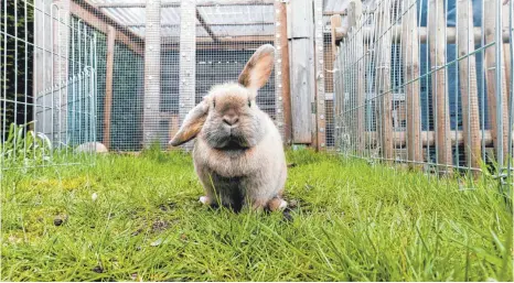  ?? FOTO: MARKUS SCHOLZ/DPA ?? Das Gehege im Garten sollte so groß wie möglich sein. Dann kann das Kaninchen richtig hoppeln und Haken schlagen.