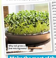  ??  ?? Why not grow a few microgreen­s?