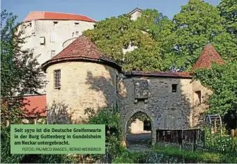  ??  ?? Seit 1970 ist die Deutsche Greifenwar e in der Burg Guttenberg in Gundelshei­m am Neckar untergebra­cht.FOTOS: PA/ARCO IMAGES ; BERND WEIßBROD