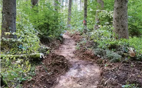  ?? Foto: Christine Hornischer ?? Momentan weisen im Höglwald bei Zillenberg nur ein paar gefällte Bäume darauf hin, dass hier ein Walderlebn­ispfad entsteht.