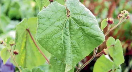  ??  ?? Velvetleaf has been discovered on 29 Waikato farms in both maize and fodderbeet crops since April.