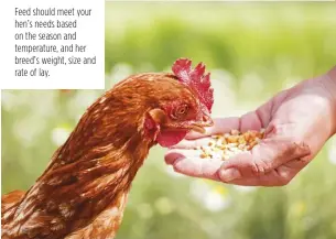  ??  ?? Feed should meet your hen’s needs based on the season and temperatur­e, and her breed’s weight, size and rate of lay.
