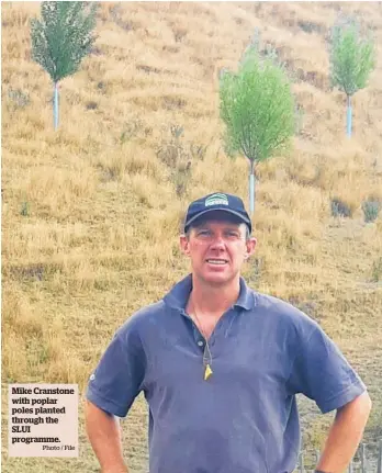  ?? Photo / File ?? Mike Cranstone with poplar poles planted through the SLUI programme.