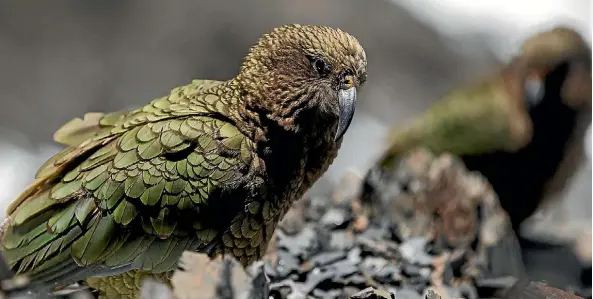  ?? PHOTO: ALDEN WILLIAMS/STUFF ?? New Zealand’s mountain parrot, the kea, has been crowned Forest & Bird’s bird of the year for 2017.