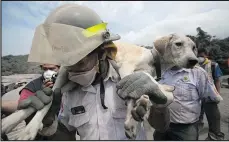  ?? MOISES CASTILLO/AP ?? A volunteer firefighte­r rescues a dog from the disaster zone near the volcano yesterday.