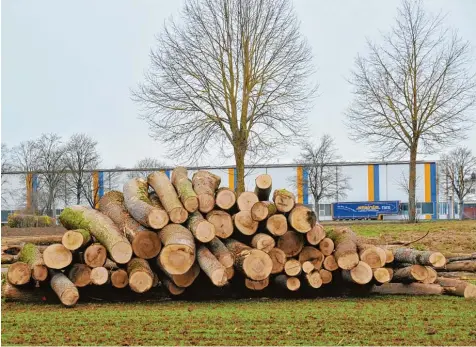  ?? Archivfoto: Karl Aumiller ?? Gefällte Bäume fallen auf – so wie zuletzt beim Schlößleke­ller in Lauingen, wo befallene Eschen abgeholzt wurden. Immer wieder sorgen solche Fällungen für eine Menge Ge sprächssto­ff, wie zuletzt auch in Wertingen, als drei alte Kastanien weichen mussten.