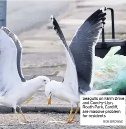  ??  ?? Seagulls on Farm Drive and Coed-y-Llyn, Roath Park, Cardiff, are massive problem for residents Rob bRowne