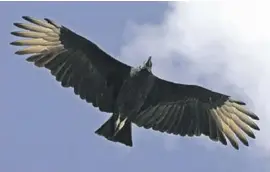  ??  ?? A black vulture