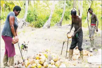  ??  ?? Peeling coconuts