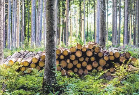  ?? FOTO: DPA/LINO MIRGELER ?? Wie es mit dem Stadtwald in den kommenden zehn Jahren weitergeht, hat der Gemeindera­t jetzt festgelegt.