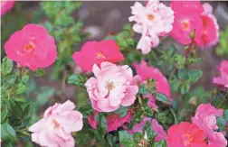  ?? PHOTOS BY MICHAEL CHOW/THE REPUBLIC ?? The garden hosted the inaugural Sonoran Internatio­nal Rose Trials in November 2018.