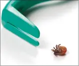  ??  ?? Removing a tick within 24 hours of attachment reduces the risk of contractin­g Lyme disease