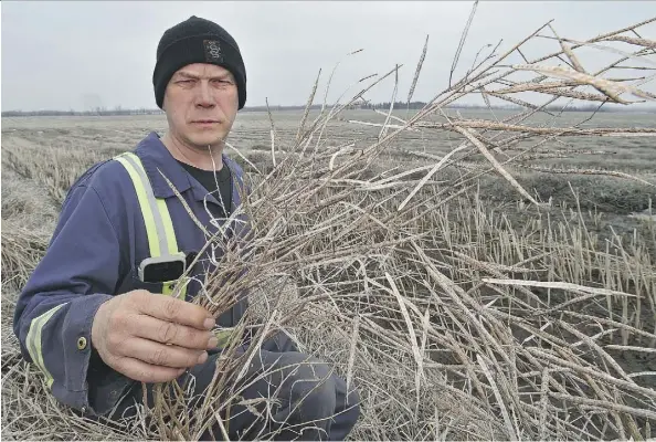  ?? ED KAISER ?? Like many other farmers, Barrhead area agricultur­ist Brian Miller’s canola crop is still in the field as a result of wet, snowy autumn weather. Farmers who waited until spring to harvest will likely see values drop by $100 to $150 an acre.