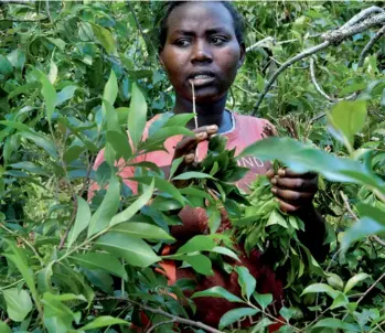  ??  ?? A 1 700 m. d’altitude, dans une plantation du village de Munoru (Kenya), une cueilleuse travaille au milieu des arbustes (ci-dessus). Les feuilles se récoltent toute l’année. Au centre, un avion chargé de qat vient de se poser sur une piste en Somalie....