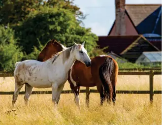  ??  ?? In the Southern Cone, Paraguay is distinguis­hed by the breeding of various horse species.