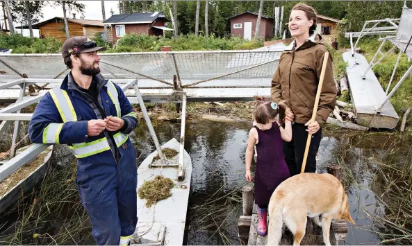  ?? PHOTOS: RICHARD MARJAN ?? Chase and Larissa Muirhead jumped at the opportunit­y to farm wild rice in the province’s north. Their daughter, Violet, loves spending the growing season at camp, playing with her cousins and exploring nature. The rice operation, a genuine family affair, has seen its ups and downs over the years.