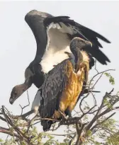  ??  ?? POPULATION OF THE INDIAN VULTURE