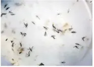  ?? AP ?? EFECTO. El cambio climático modificó los lugares donde se desarrolla el mosquito Aedes aegypti, por eso más regiones sufren por los virus que transmite.