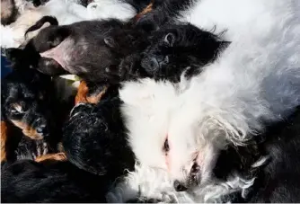  ??  ?? Right, from top, photos from the Huha files over the past two years: dead puppies given to Huha by a disgruntle­d pet shop worker; poodle crosses Tiffany and Serena were surrendere­d to Huha in “terrible condition”; Benjo, bred by a backyard pig-dog...