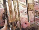  ?? KIRKPATRIC­K FOUNDATION ?? Advocates are concerned about pregnant sows.