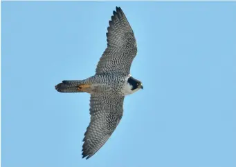  ?? ?? FIVE: Adult Peregrine Falcon (Hokkaido, Japan, 22 February 2019). The compact, broad-chested appearance typical of Peregrine is evident here, as are the short, broad-based wings and short, broad tail. Aside from the blackish head markings, the most obvious features are the overall paleness and uniformity of the underparts and underwings, with no darker underwing coverts, and just a very diffuse dark trailing edge to the wing.
